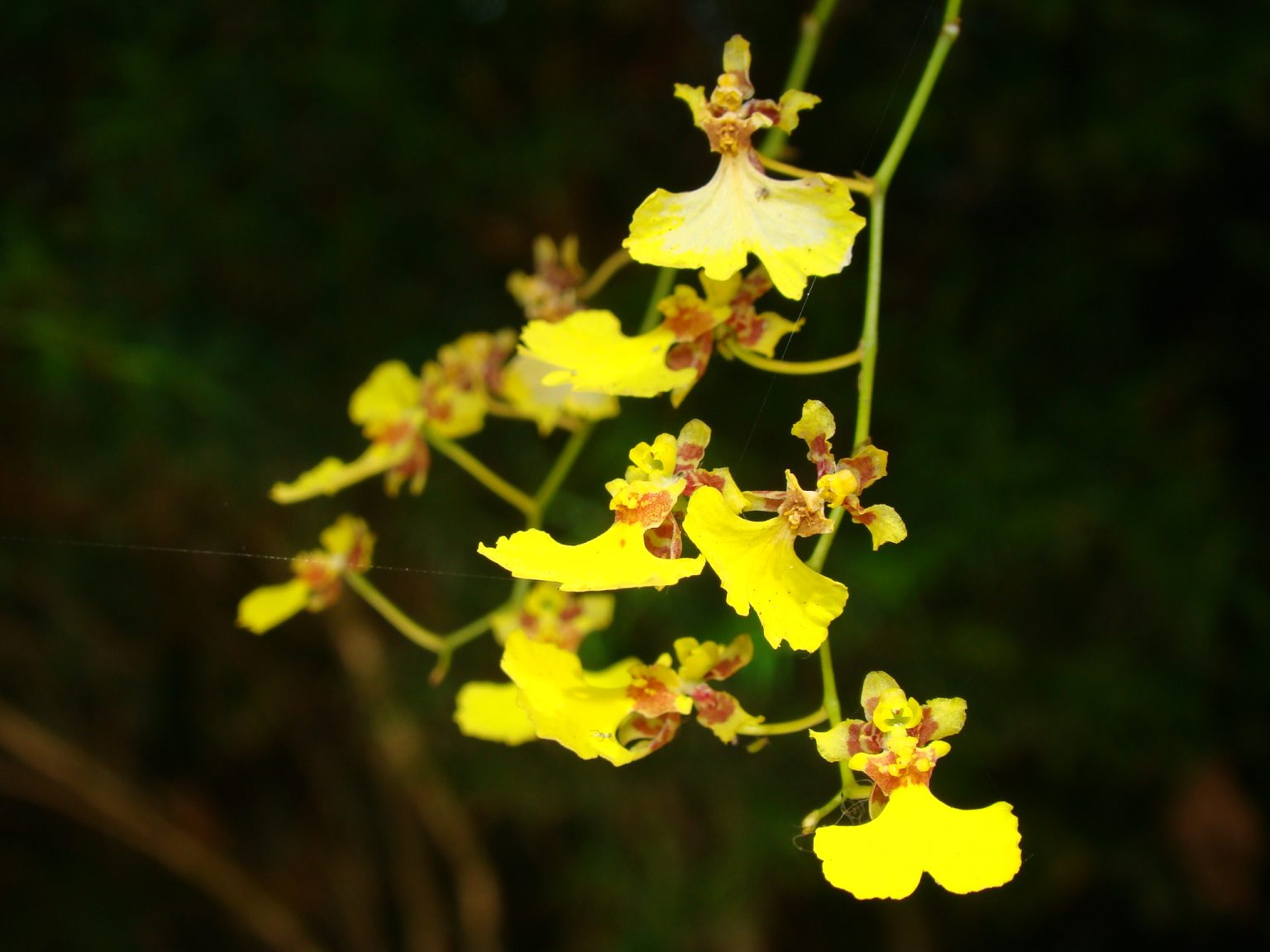 Orquídeas Nativas